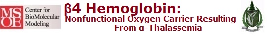 B4 Hemoglobin: Nonfunctional Oxygen Carrier Resulting from A-Thalassemia 